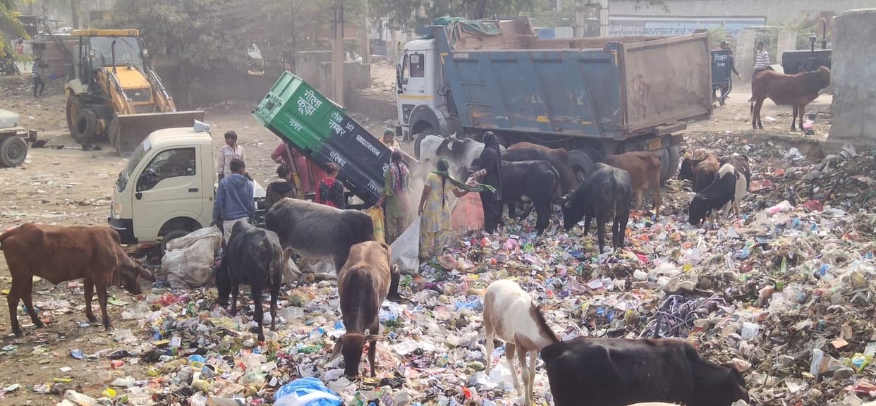 Garbage is being dumped in the open, there is a gathering of helpless animals, report sent to CM