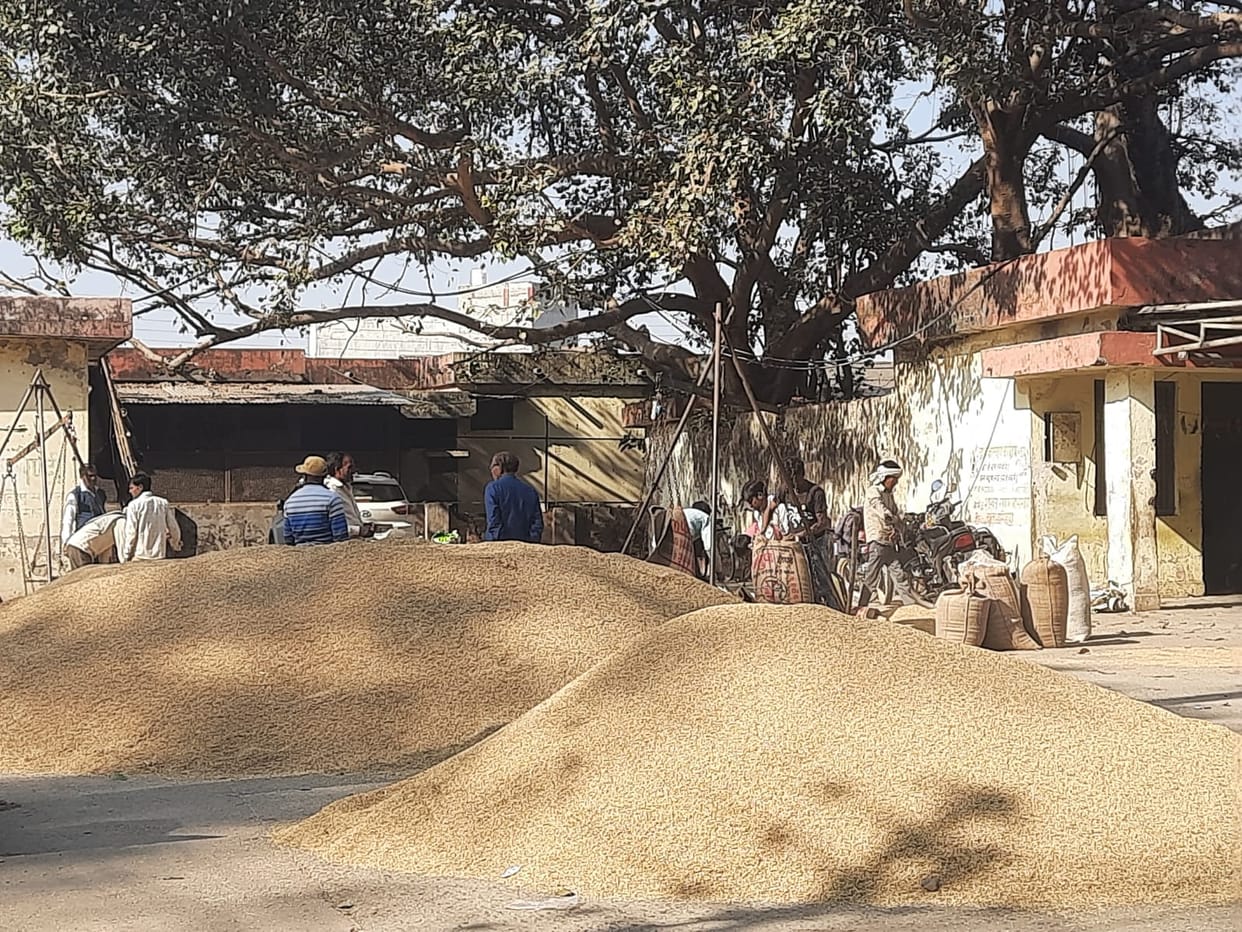 Center will purchase seven times more wheat from three states current session