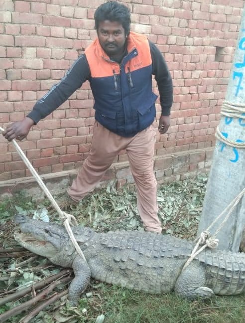 Crocodile entered the village Sarai Alam