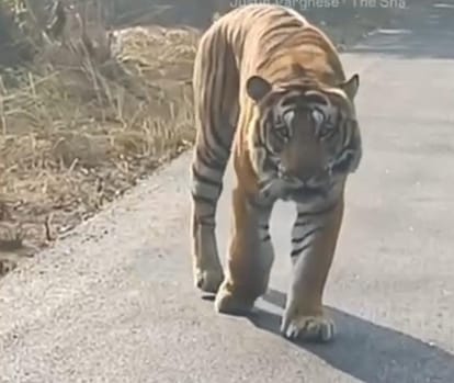 Tiger seen limping on forest road, surveillance started