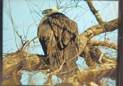 Vultures seen in Mahaof forest, chances of increase in clan