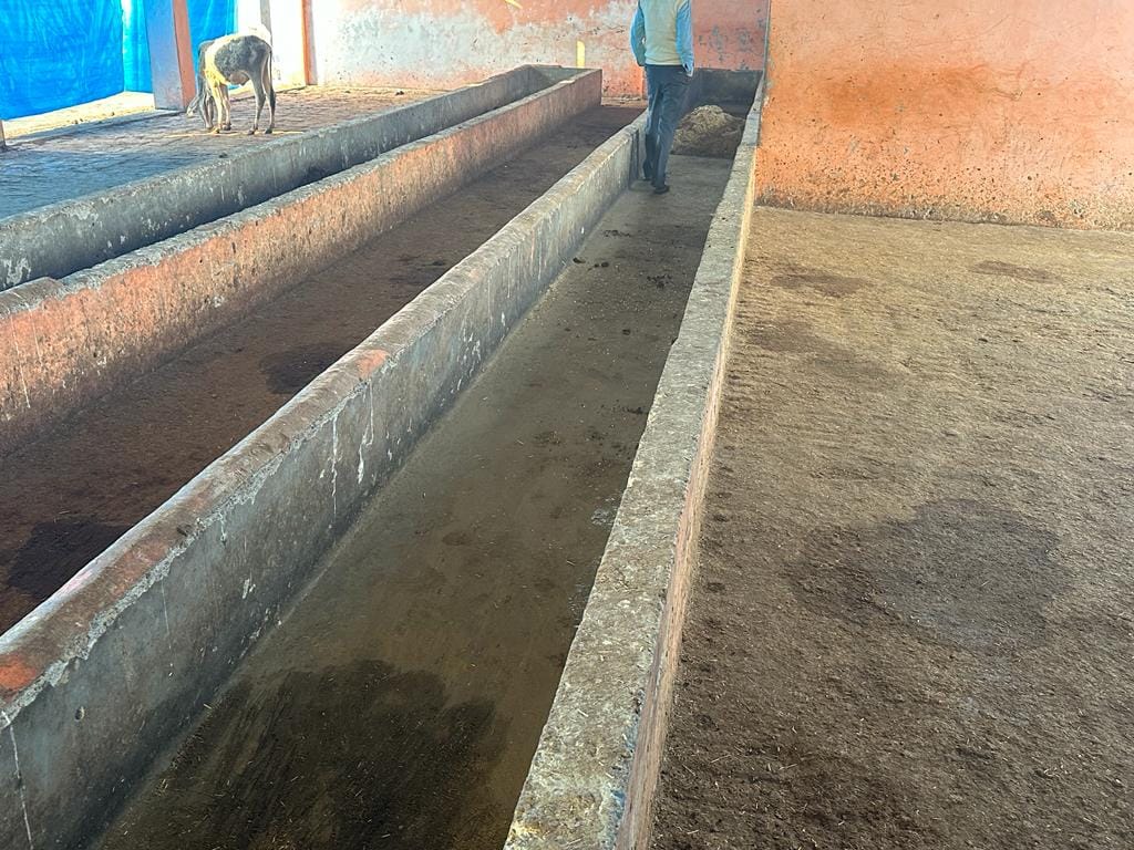 Fodder and water not available, five cattle died