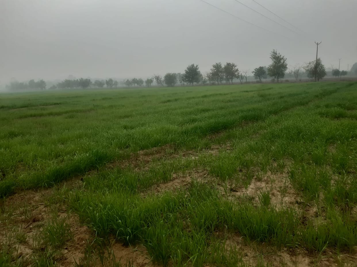 Falling temperature is beneficial for crops, wheat will benefit