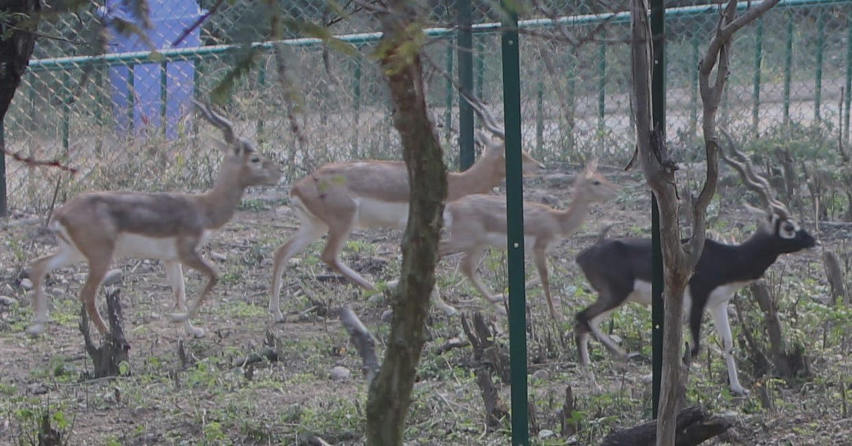 jambu zoo black deer and crocodile reached after bengal tiger