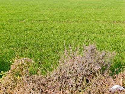 Land across Sharda River is being monitored through GPS.