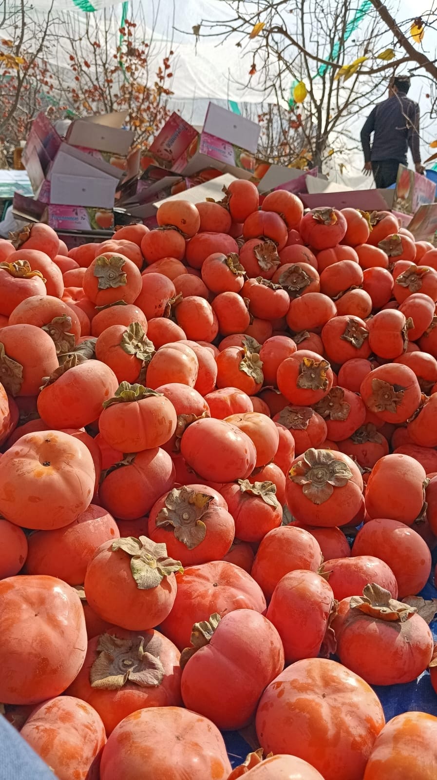 Price of Japanese fruit increased by Rs 15, price reached Rs 115 per kg