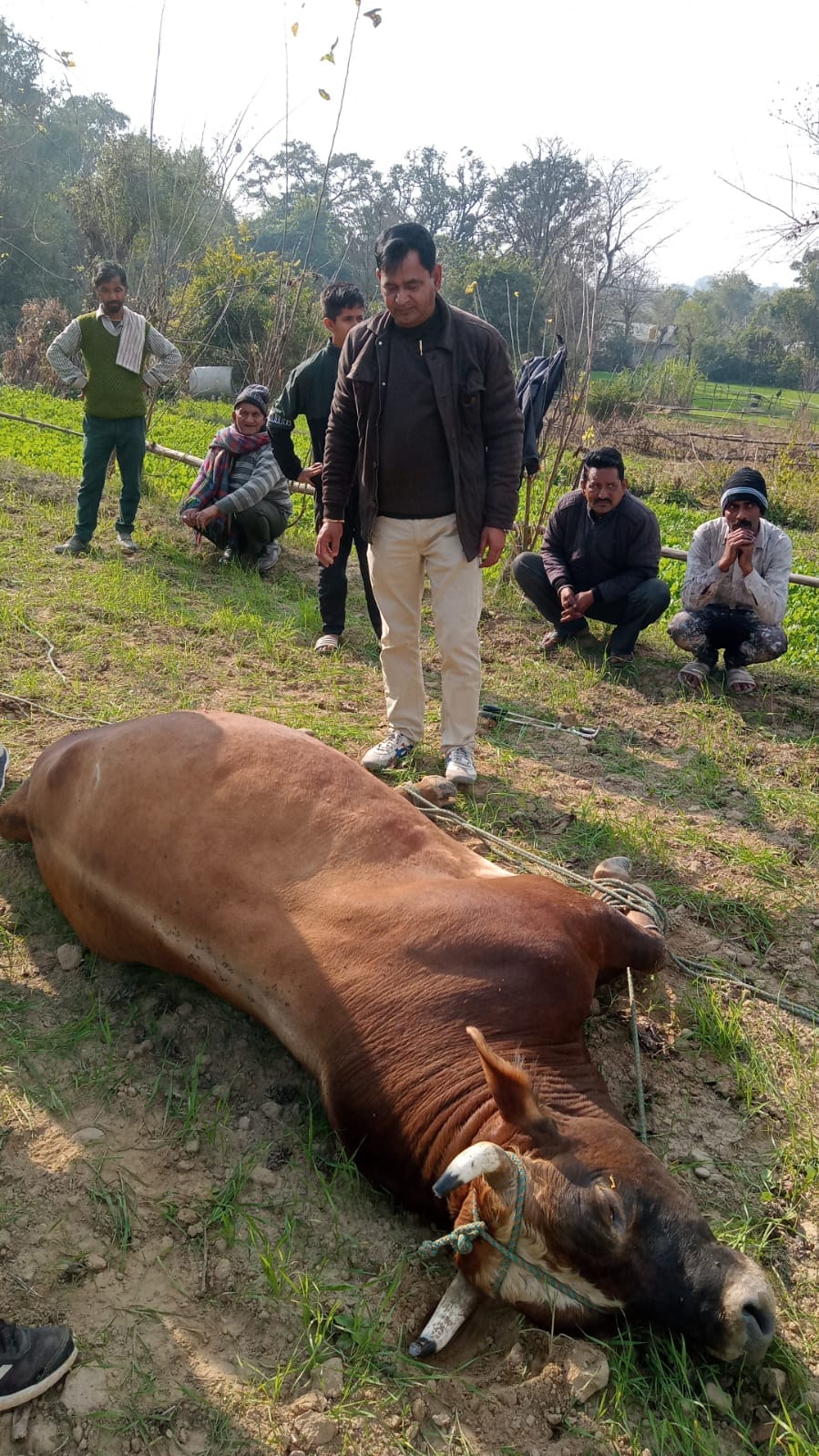 The team of animal husbandry and forest department together rescued the bull.