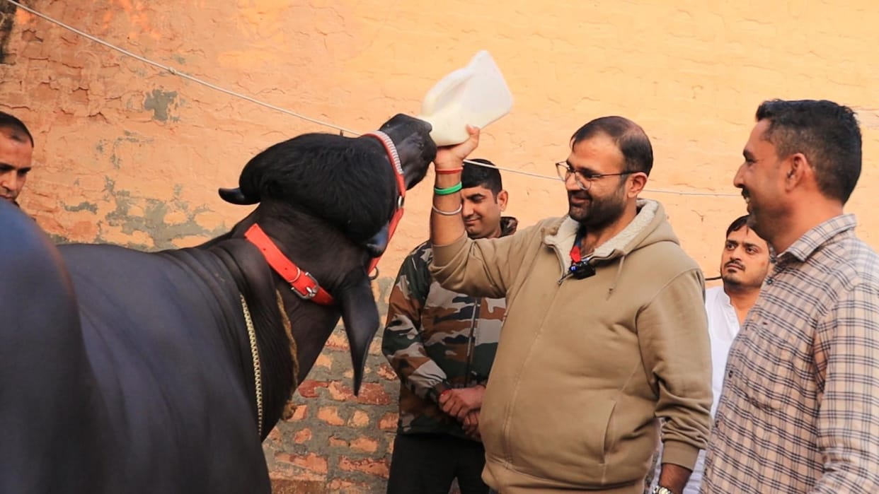 Karan Chautala came to see the buffalo viral on social media