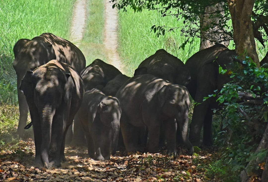 Another herd of 14 elephants arrived from Nepal