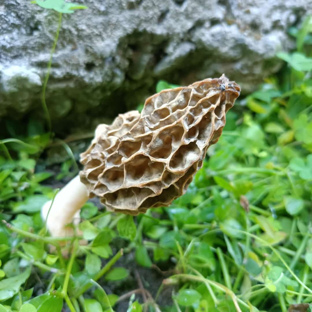 Flavorful Gucchi produced in Sujanpur