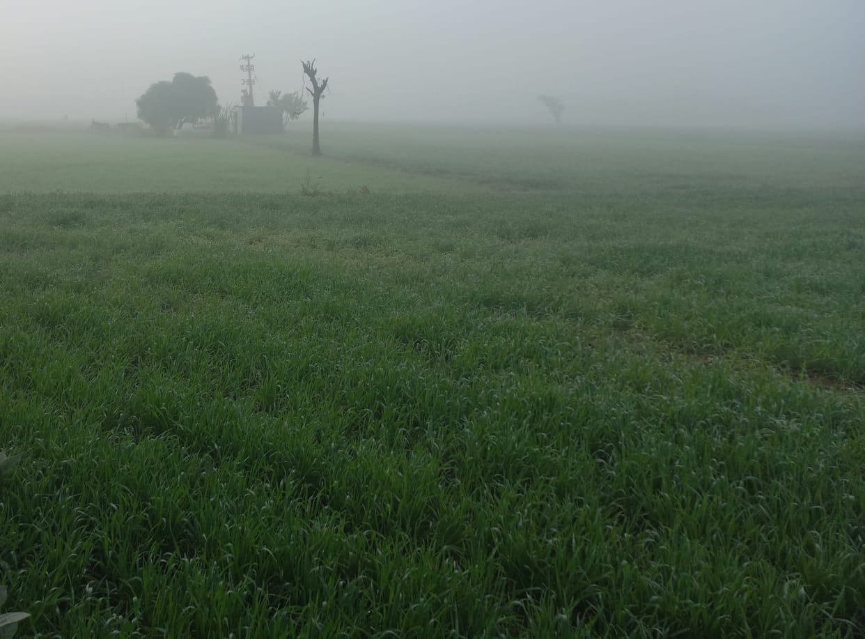 Weather Update Haryana: Dense fog alert in State