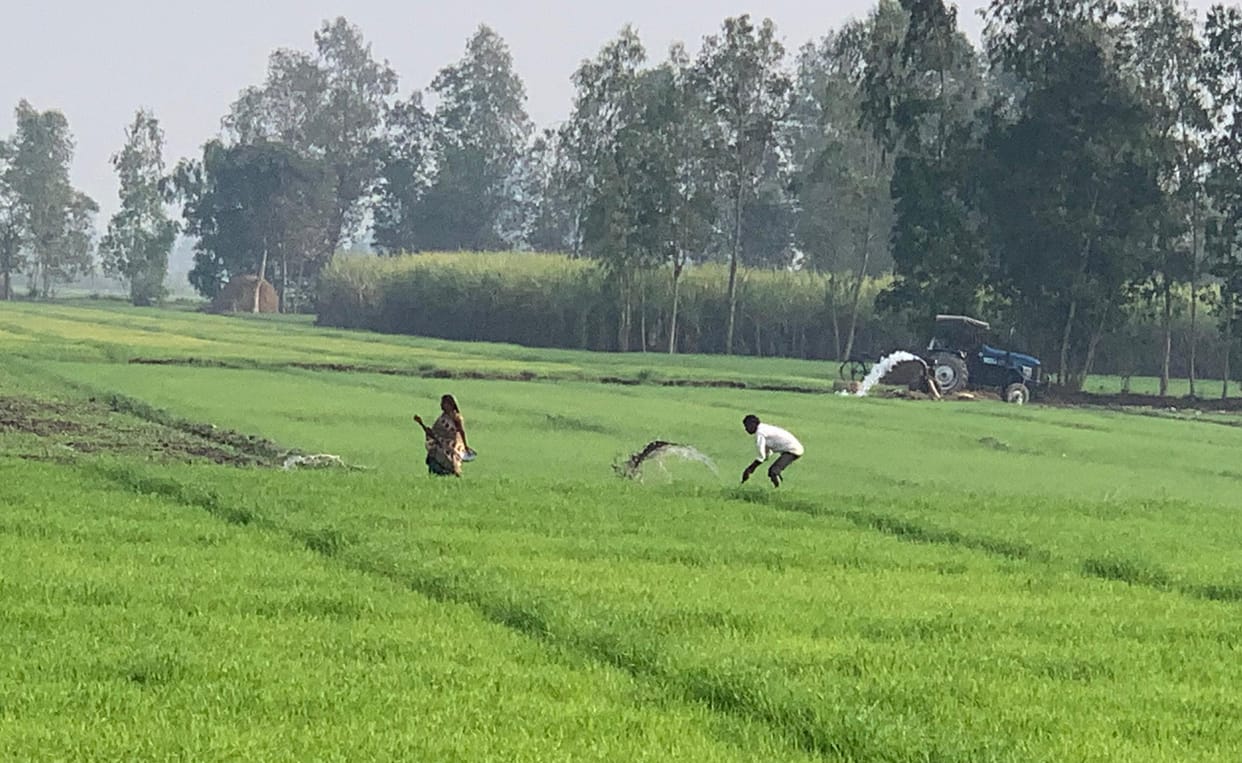 Two thousand rupees per acre is spent in planting first water in wheat