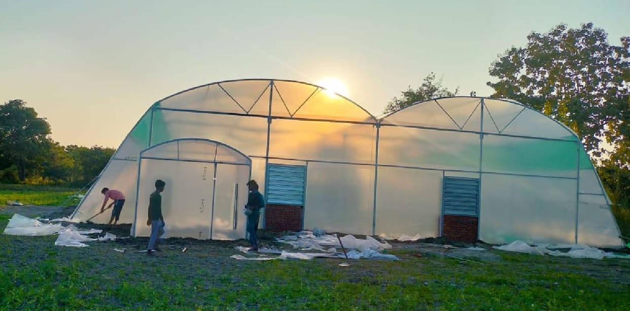 Women will grow European vegetables in polyhouse