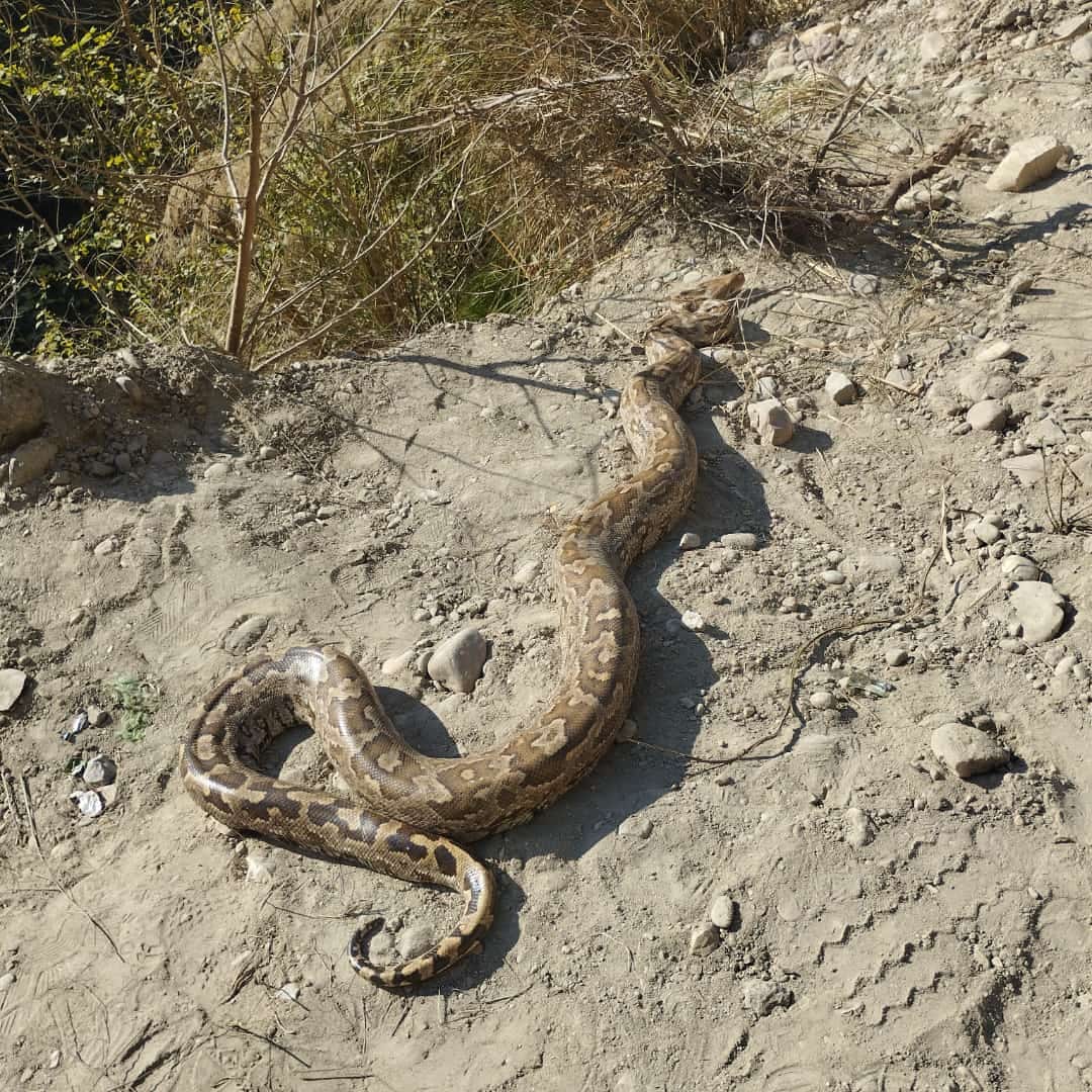 10 feet long python found on Sujanpur Palahi main road