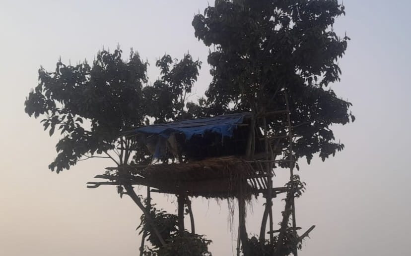 Elephants reach farmers' fields from Rajgarh, Sahanpur and Kauria forest ranges.