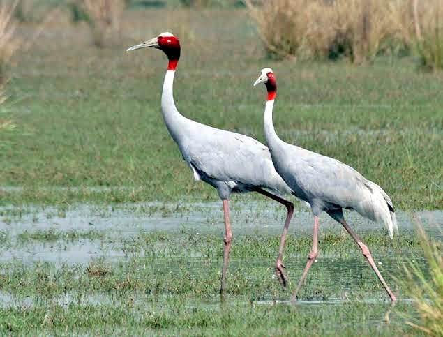 State bird stork dies due to electrocution in maharajganj