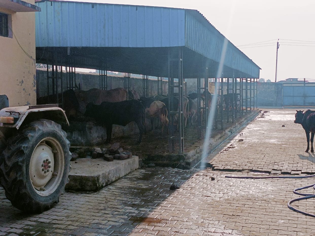 There is no provision of cold prevention at cow-light