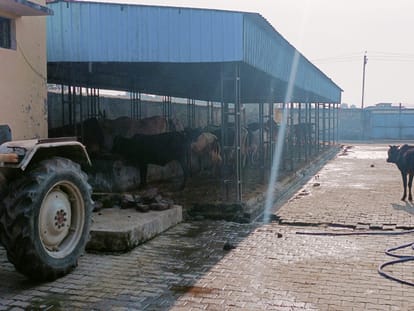 Pilibhit News: गो-आश्रय स्थलों पर ठंड से बचाव के इंतजाम नहीं, ठिठुर रहे बेजुबान There is no provision of cold prevention at cow-light