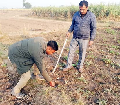 Tiger killed two cows, cattle herders saved their lives by running away