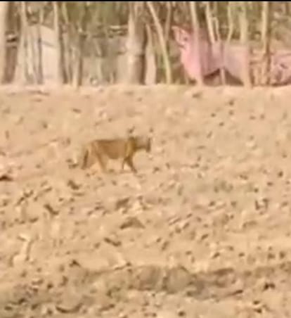 Leopard seen in Shahbazpur, farmers did not go to the fields