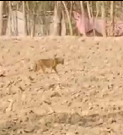 Leopard seen in Shahbazpur, farmers did not go to the fields