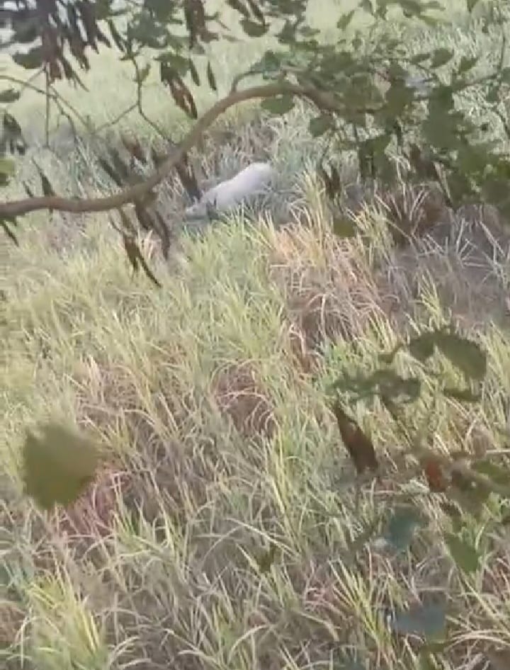 After tigers and elephants, rhinos also enter the area, video goes viral