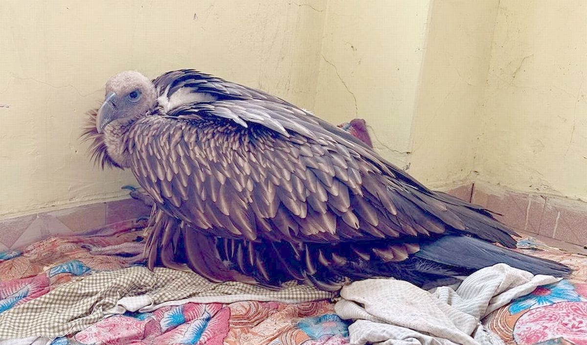 Department gave new life to extinct species of vulture