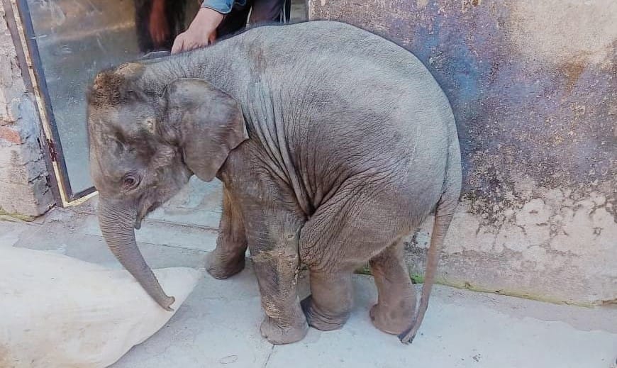 Baby elephant dies during treatment in elephant shelter