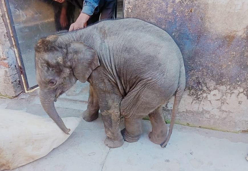 Injured baby elephant dies in Corbett Park