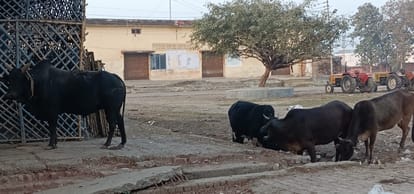 The campaign to catch stray cattle remained limited to papers
