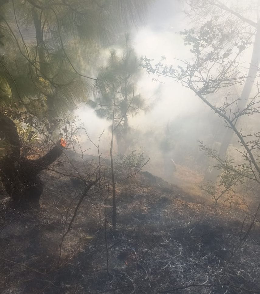 Anarchist elements set fire to Adoli forest