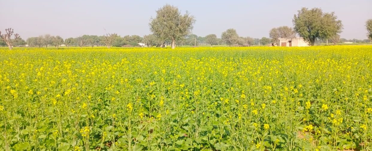 Air Pollution affecting pollination in plants threat of grain crisis in world