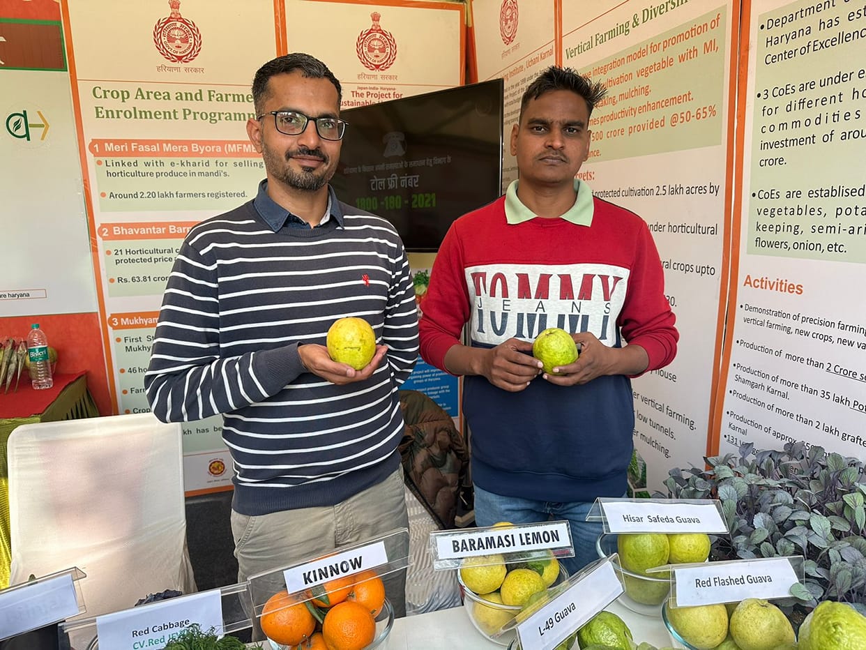 One tree of Hisar Safeda variety is producing 50 kg guava.
