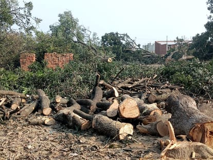 Green belt wiped out mango orchards overnight