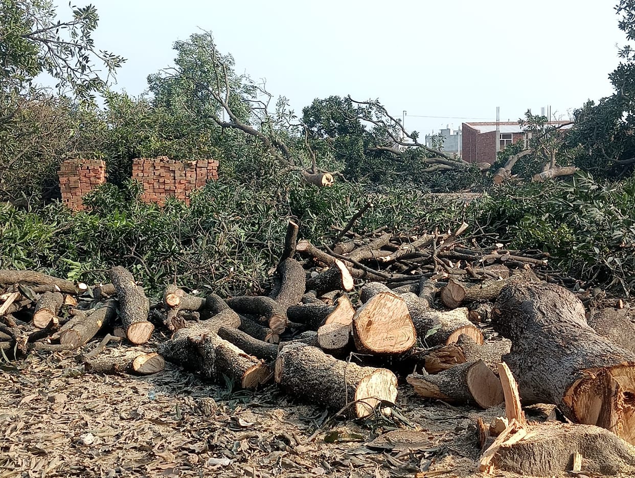 Green belt wiped out mango orchards overnight