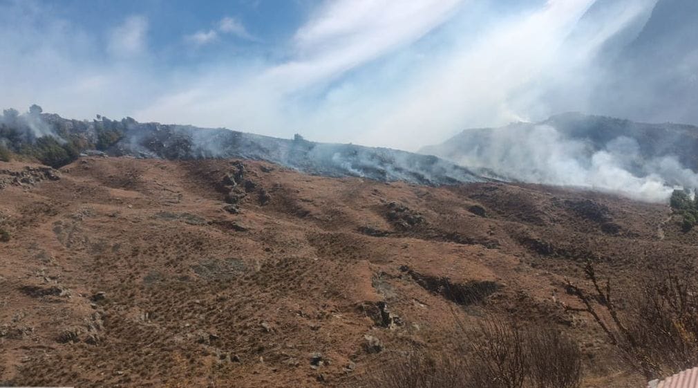8500 cedar saplings burnt to ashes in Tikri forest beat