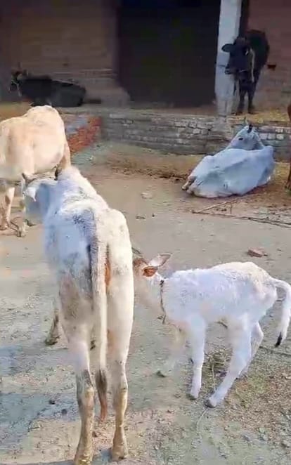 Dogs scratched newborn calf at cow shelter