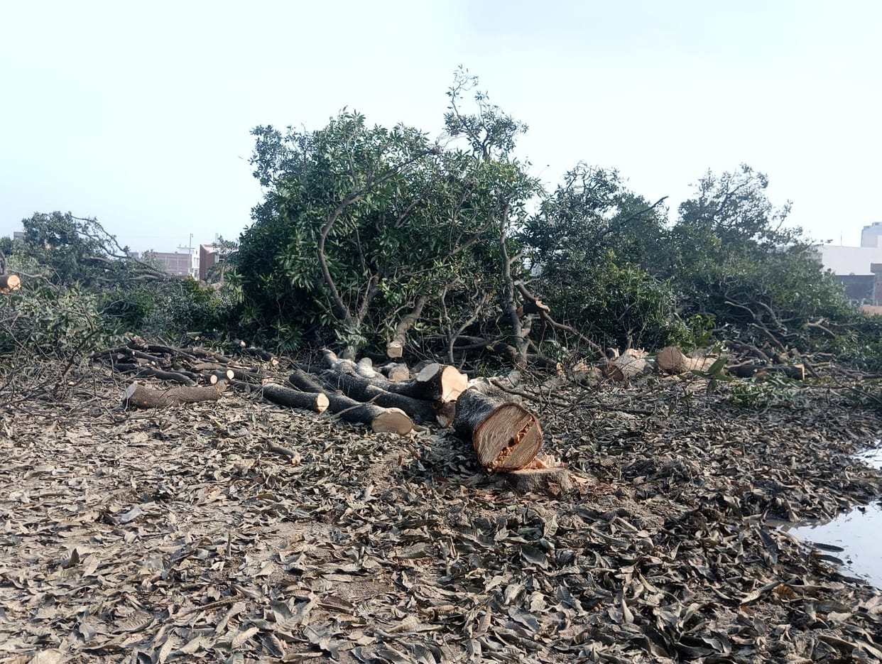 The trees cut were not on Waqf land, report submitted to DM