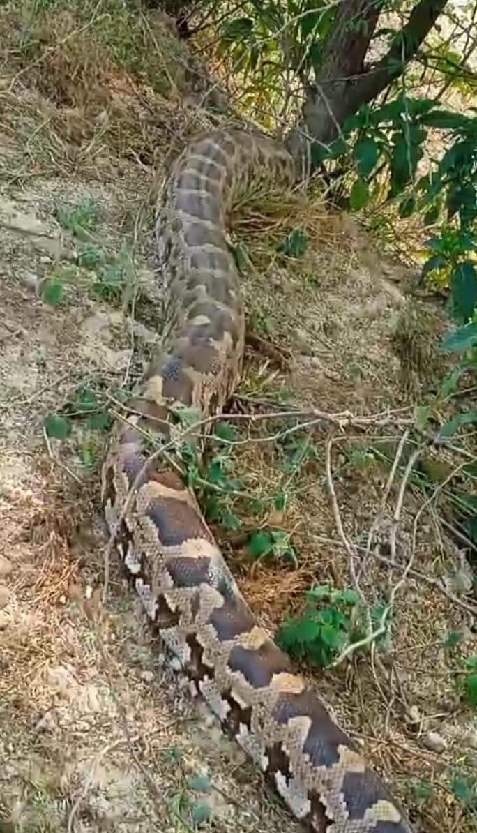 Giant python seen in Amrit Sarovar, forest department caught it