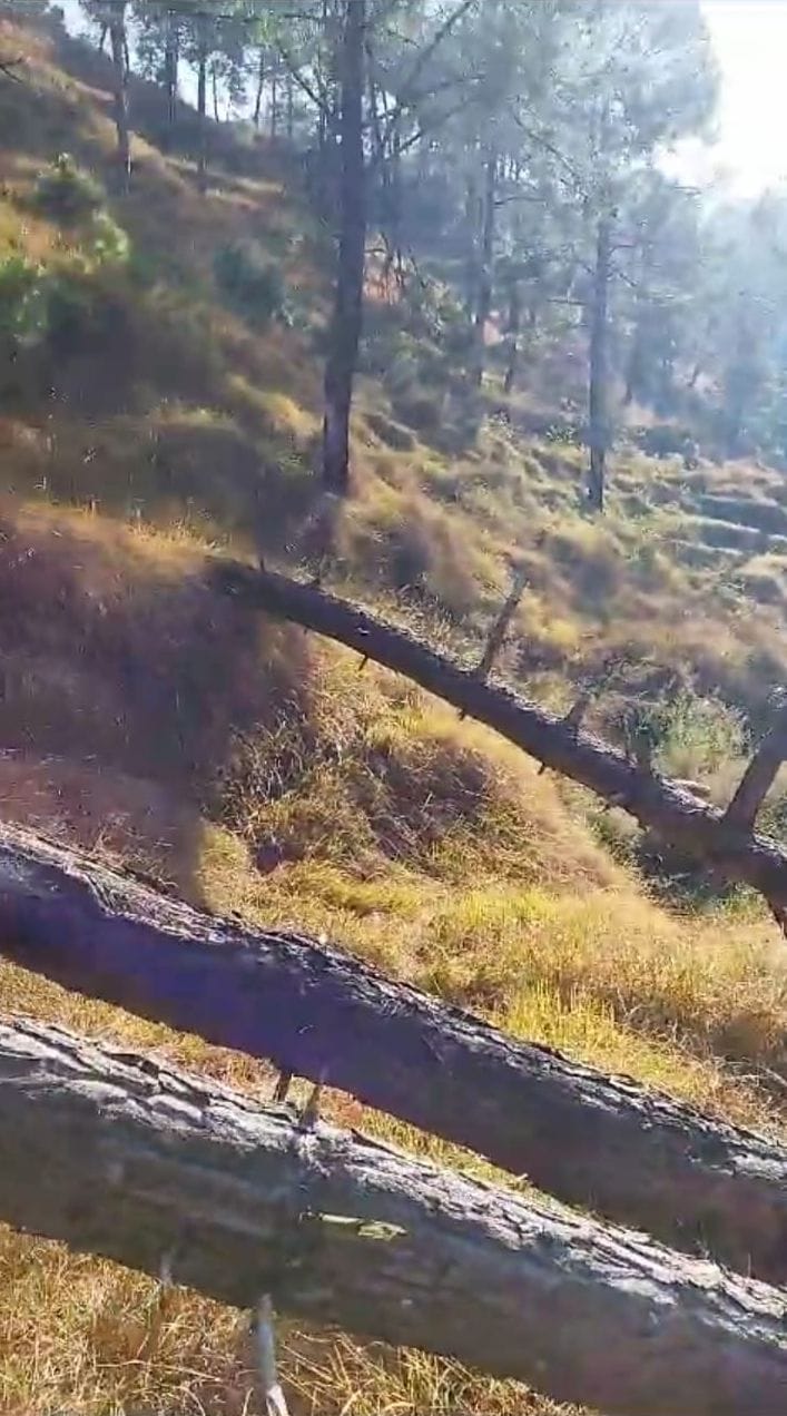 Unknown people cut 22 trees on Naap land