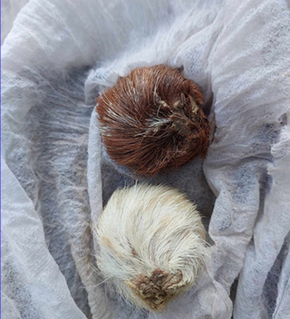 Nepali arrested with deer musk