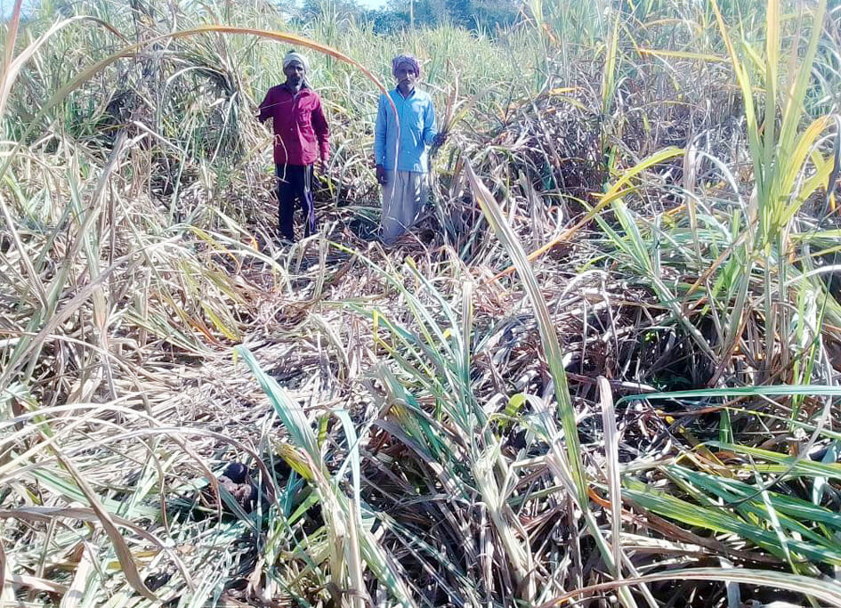 Wild elephants trample thirty bighas of sugarcane crop