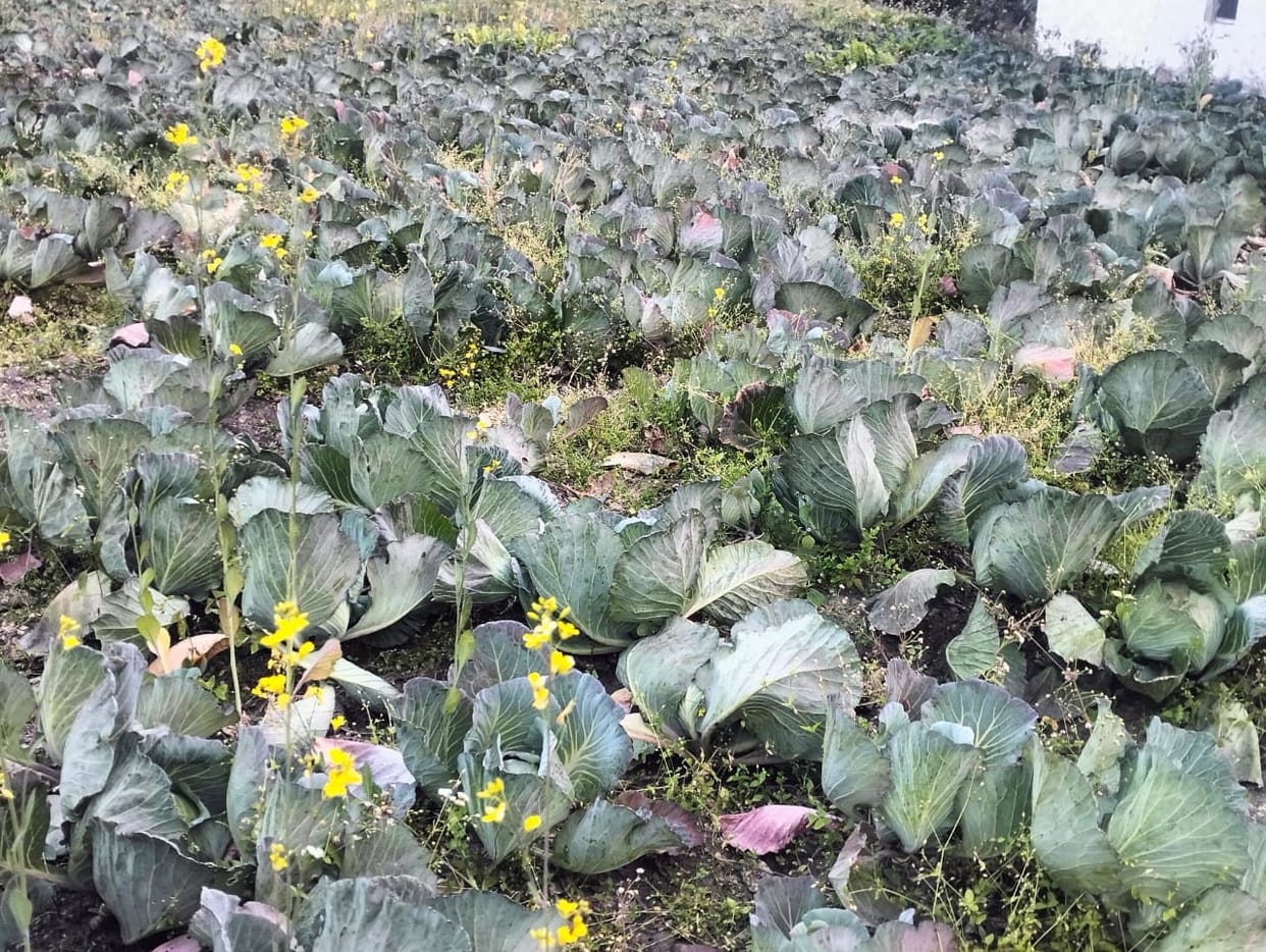 Cabbage crop getting spoiled in the field in Alchauna