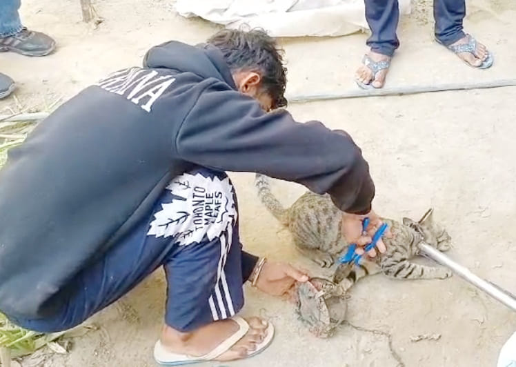 Cat trapped in iron net set by poachers in Rajnagar, SPCA rescues it