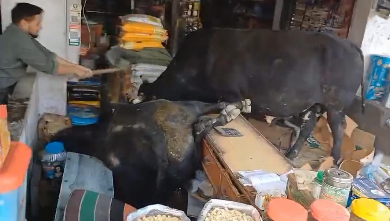 Fighting bulls enter shop, cause loss worth thousands