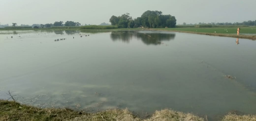 Rajwaha cut in Siwan of Bhagwanpur and Pakri village, wheat crop spoiled