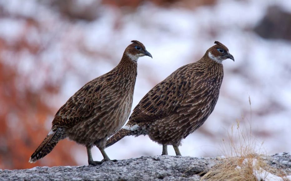 Monal and Tragopan reached Khaliya Top