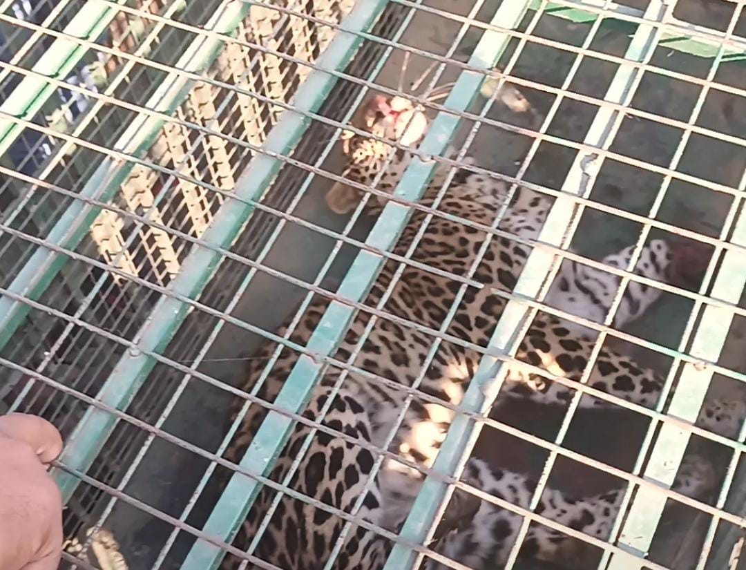 Guldar entered the culvert, rescued for four hours and locked in a cage