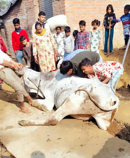 Bull fell into pit dug for laying pipeline