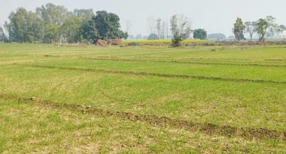 Wheat growth affected by weather...